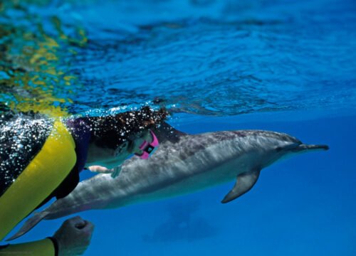 Sataya Dolphin Reef Snorkeling Trip from Marsa Alam