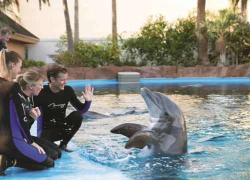 Dolphin Show in Hurghada