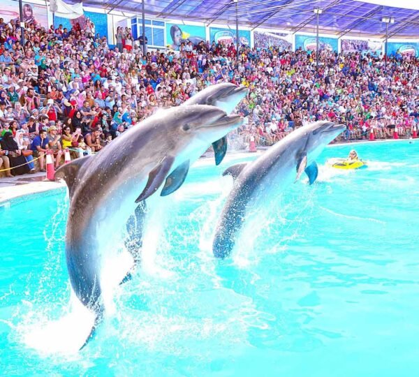 Dolphin Show in Sharm1