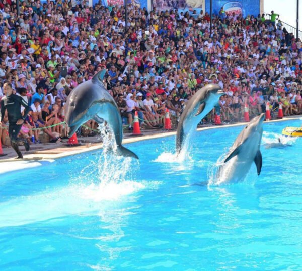 Dolphin Show in Sharm3