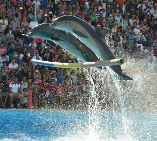 Dolphin Show in Sharm4