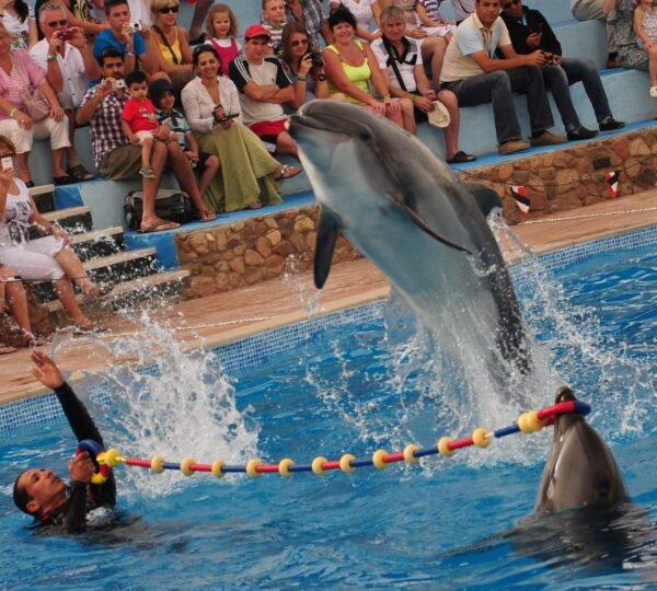 Dolphin Show in Sharm5