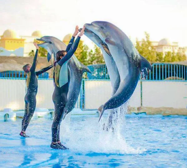 Dolphin Show in Sharm6