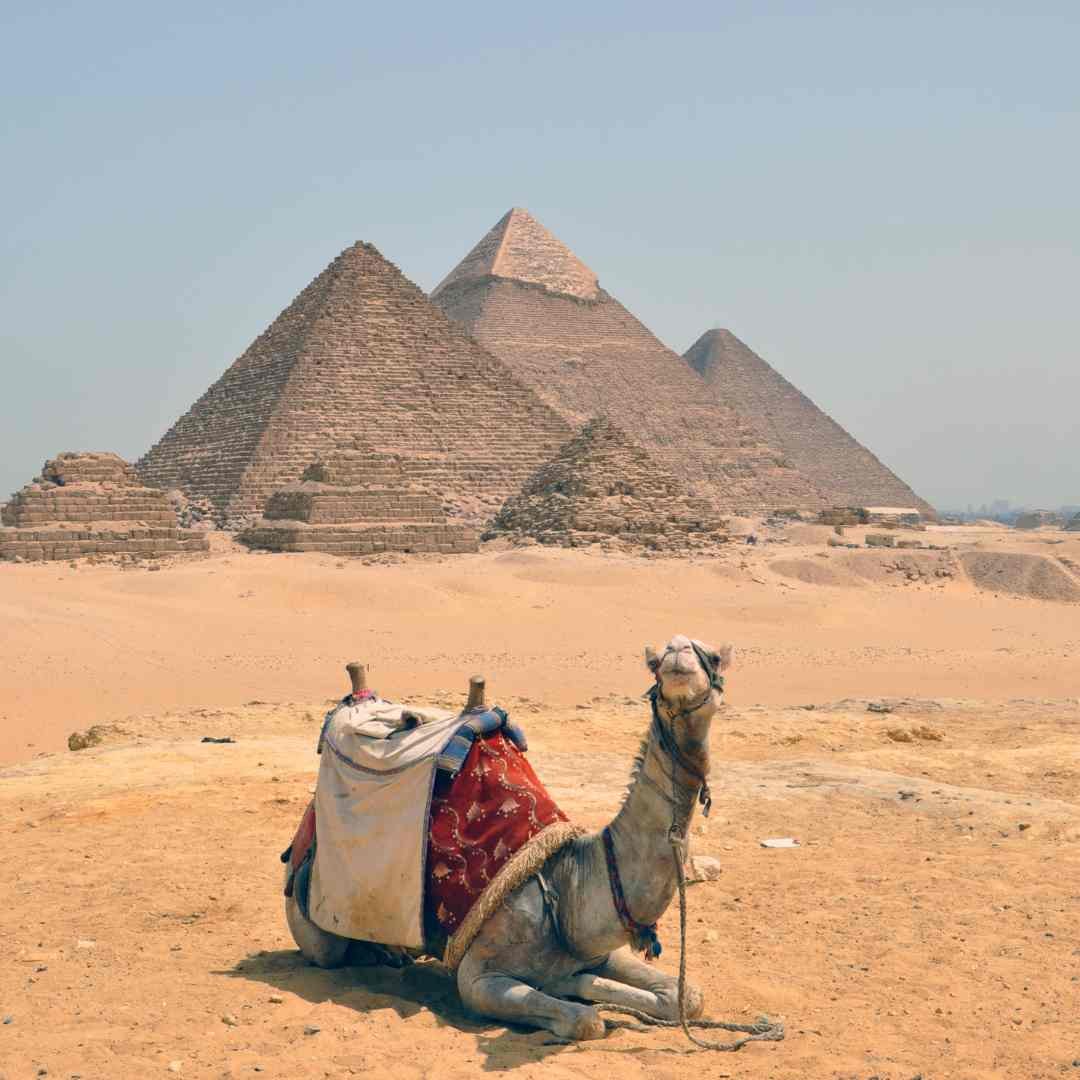 A saddled camel resting on the desert sand in front of the pyramids of Giza