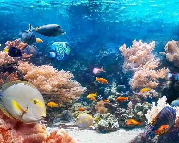 Colorful tropical fish swimming among coral formations in clear blue water